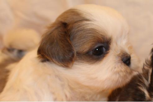 成約済の愛知県のシーズー-31665の5枚目